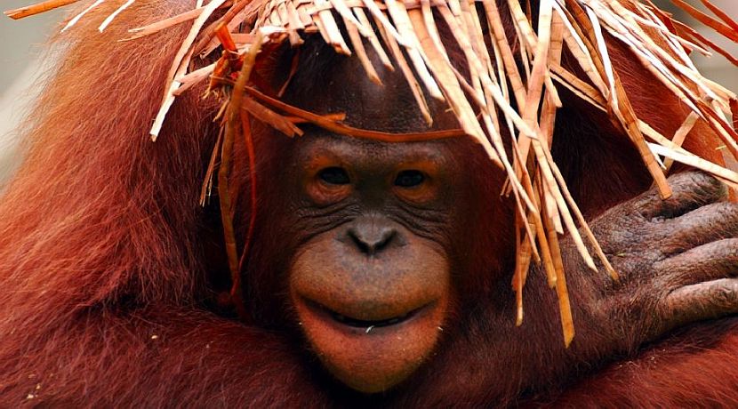 A Day In The Life Of An Orangutan Volunteer