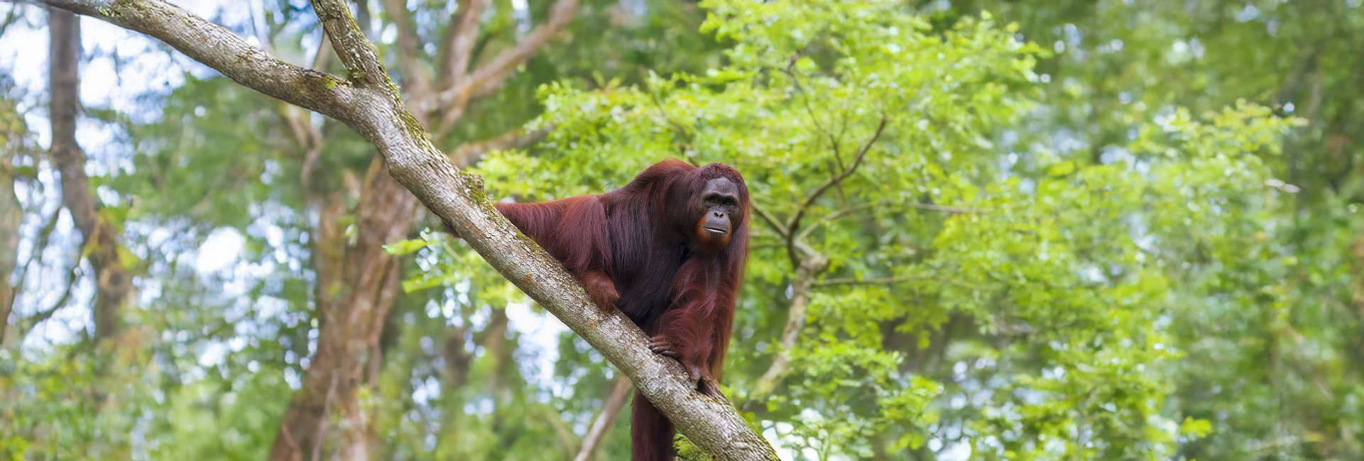 7 Orangutans From The Samboja Lestari Sanctuary Were Released Back Into The Wild Yesterday!