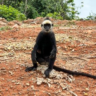 A Sanctuary of Hope: The Laos Wildlife Sanctuary Officially Moves to A New Site