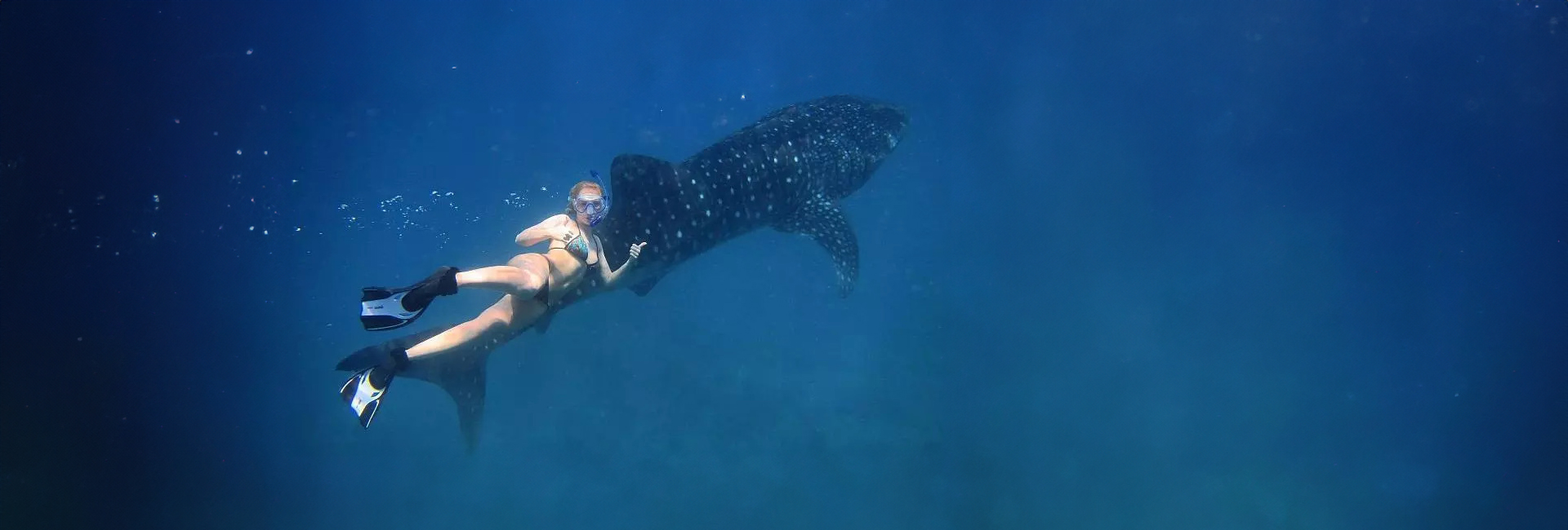 Katie's Review Of The Maldives Whale Shark Research Project- Saving Turtles, Swimming With Whale Sharks, And Meeting New Friends!