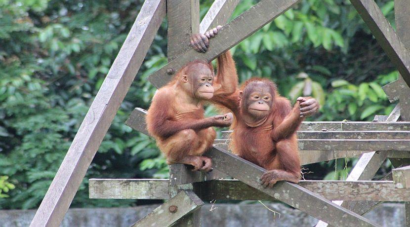 Why You Shouldn't Volunteer With Animals Abroad