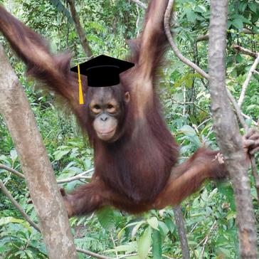 Forest School Update - 8 Baby Orangutans Have Graduated! 