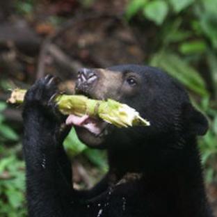How You Can Make A Difference At The Great Orangutan Project!