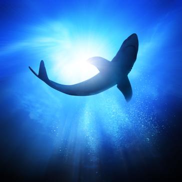 Types of Shark - 5 You May Not Know Much About!