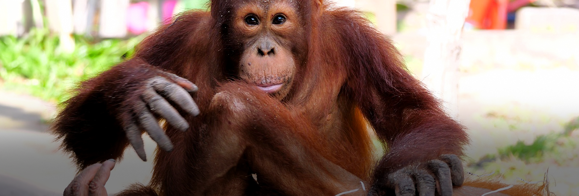 Volunteer Leela's Nyaru Menteng Orangutan Sanctuary Review