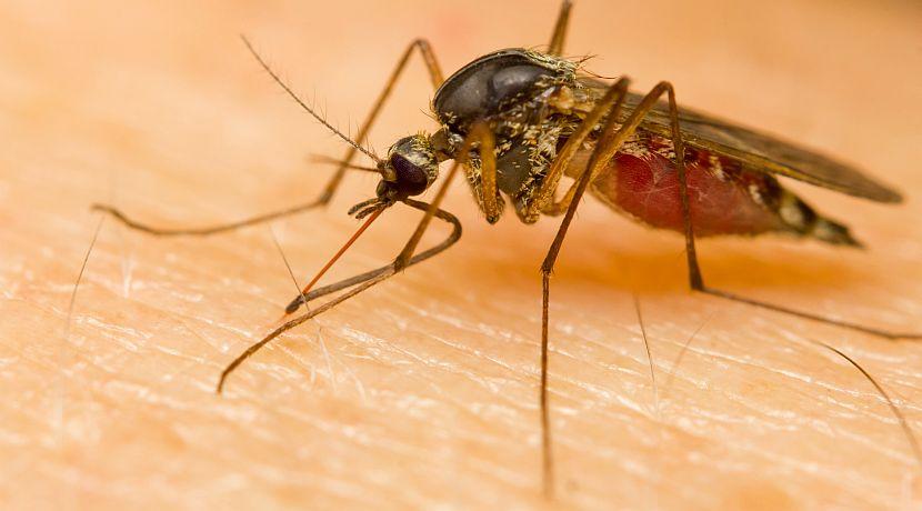 World Mosquito Day 2017 - Our Tips To Avoid The Pests When Travelling