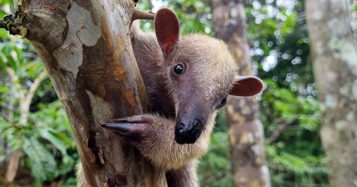 Wildlife Conservation Wildlife Rescue Service Near Me From Delhi