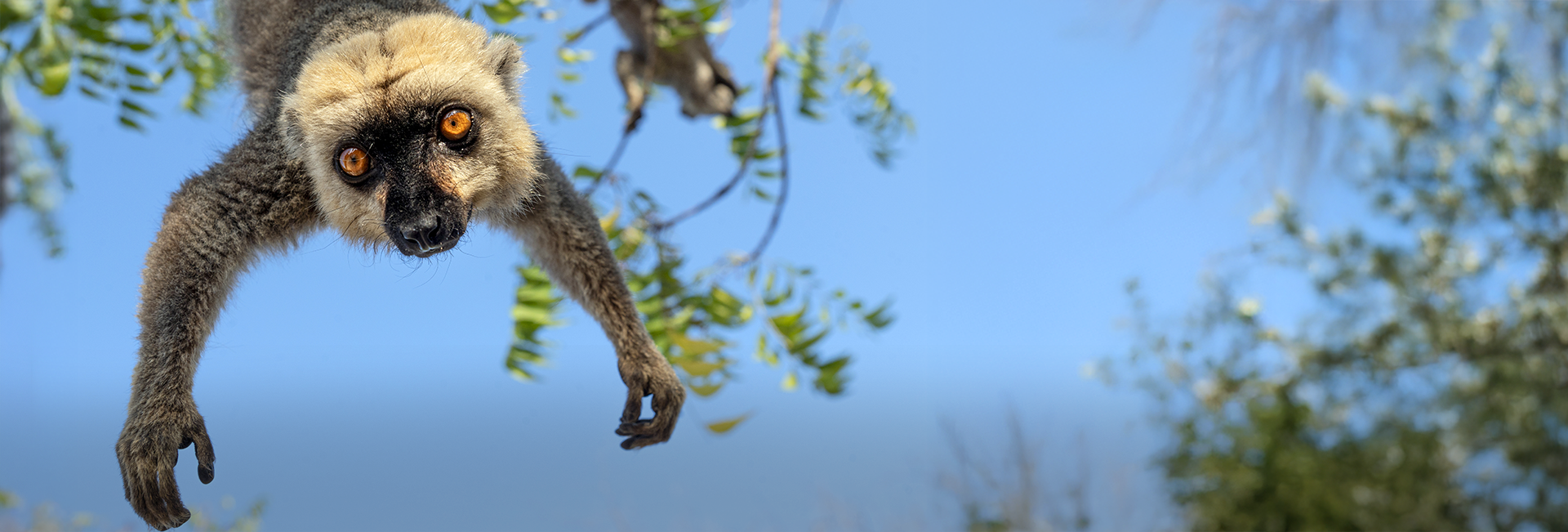 How Did Lemurs Get to Madagascar? The Surprising Journey of These Unique Primates