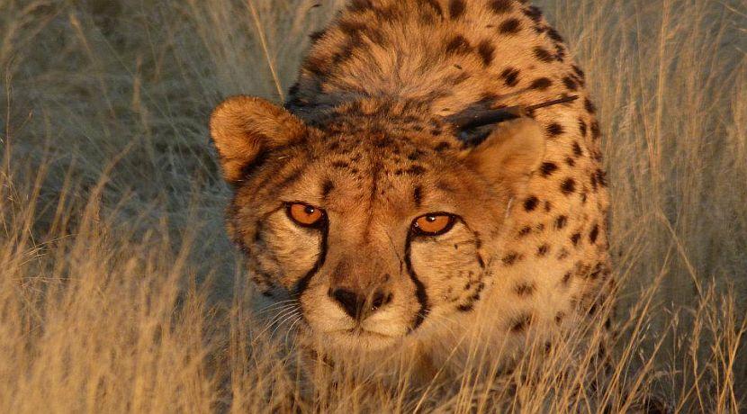 Namibia Wildlife Sanctuary - A Look Back On 2015 - Part 1