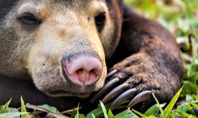 Wildlife