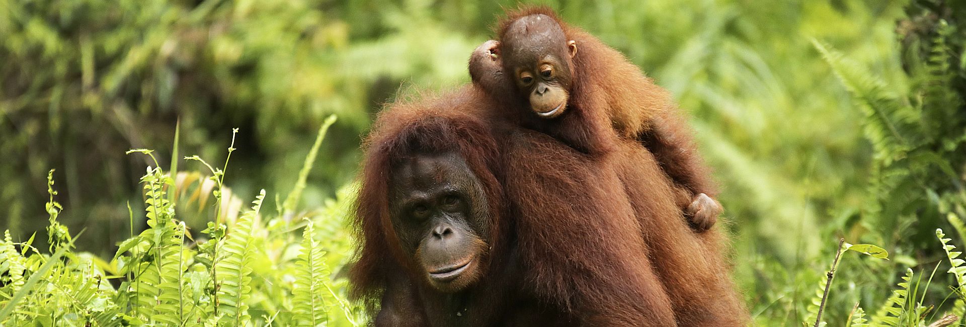 How to play ‘trick or treat’ with an orangutan