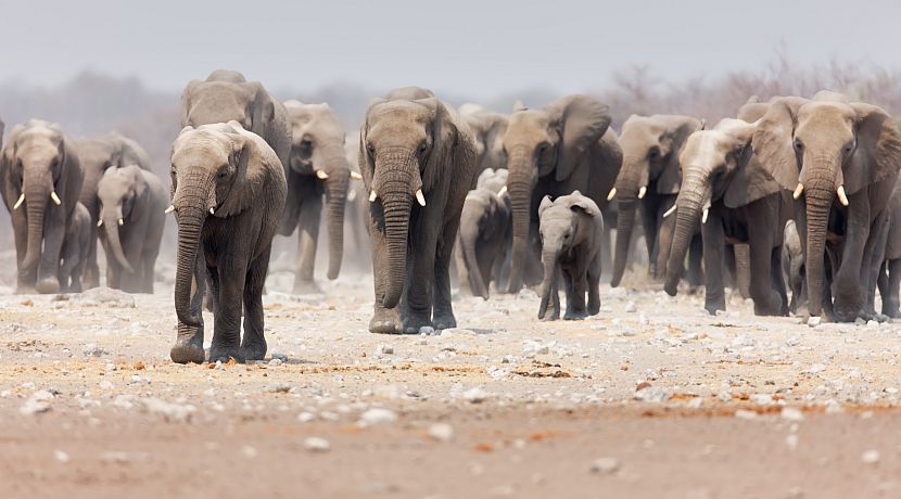 Volunteer Updates from Damaraland 