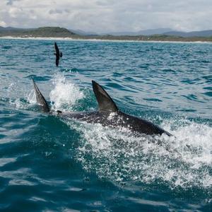 Great White Shark Sightings in 2019