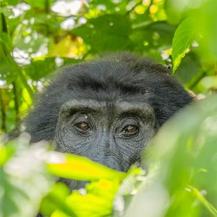 Julie's Gorilla Volunteering Journey in Uganda