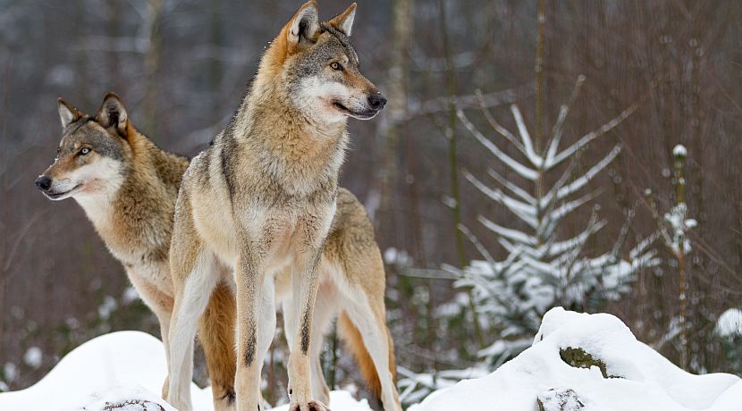 National Wolf Awareness Week - Only 97 Mexican Grey Wolves Remaining! 