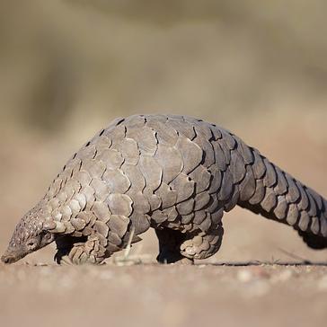 10 Facts You Didn't Know About The Pet Trade