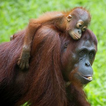 What Is Enrichment? Learn About This Vital Part of Orangutan Rehabilitation!