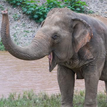 Eye-Popping Elephant Facts!