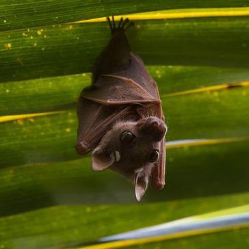 The Most Spooktacular Species On Earth!