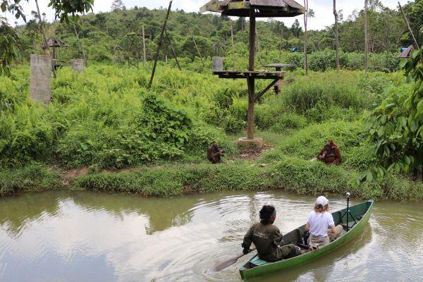 Orangutan Island Observation at Samboja Lestari