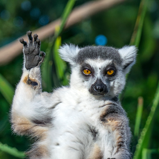 How Did Lemurs Get to Madagascar? The Surprising Journey of These Unique Primates