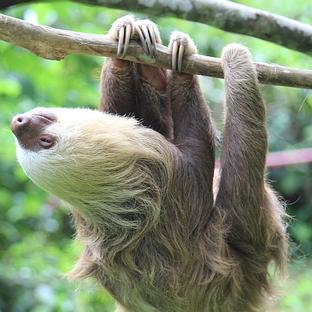 Welcome To The Jungle - Read Leanne's Account About Of The Sloth Conservation And Wildlife Experience!