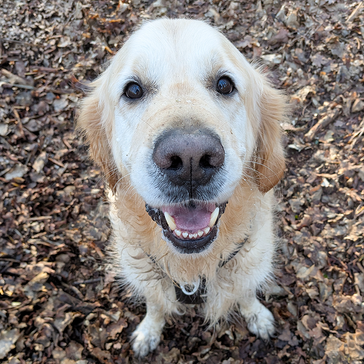 Pet Enrichment Ideas to Celebrate National Pet Day