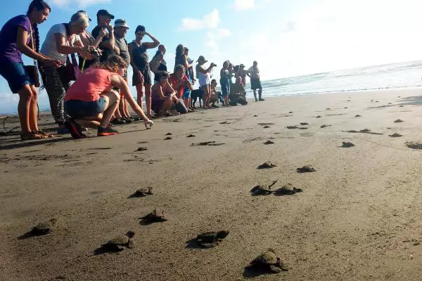 Turtle Release - Costa Rica Turtle Conservation Experience