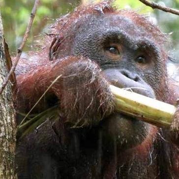 Meet The Five Orangutans Being Released Back Into The Wild!