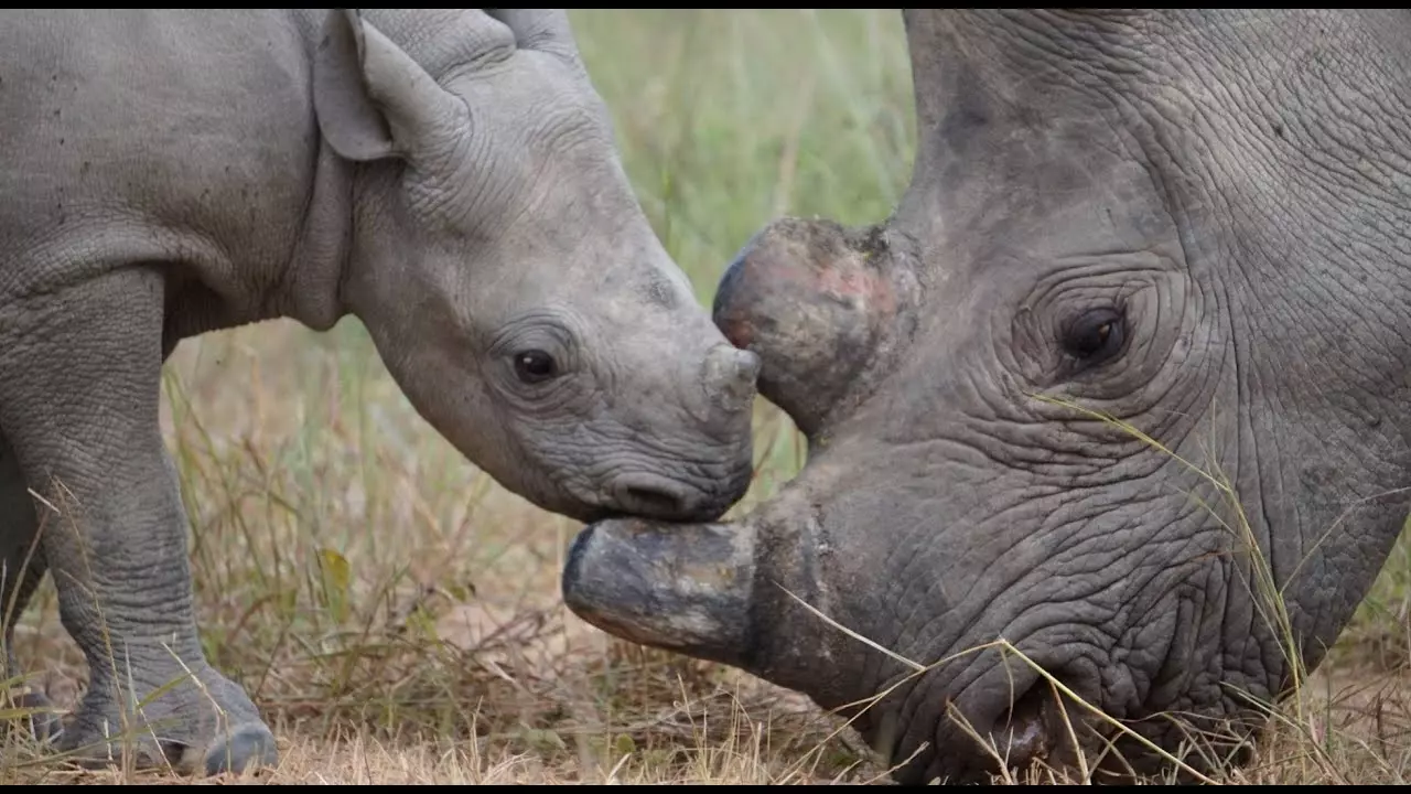 Rhino and Elephant Conservation Project