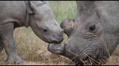 Rhino and Elephant Conservation Project