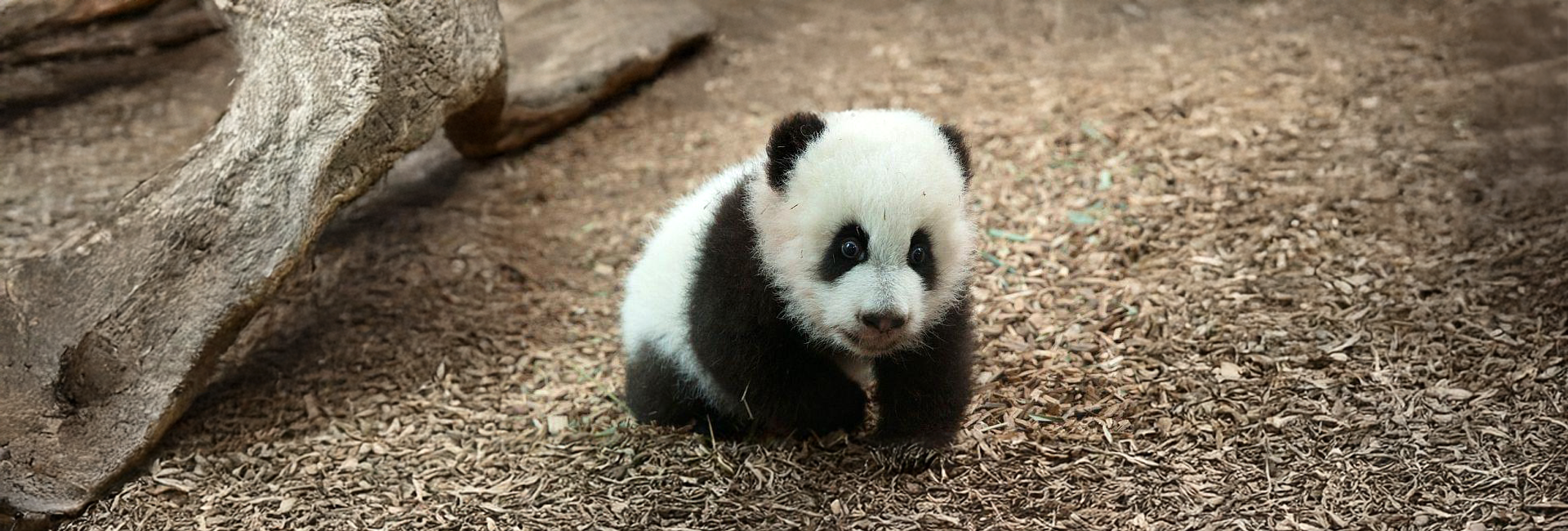 Animal Stories You May Have Missed This Month - Help Decide The Cutest Animal!