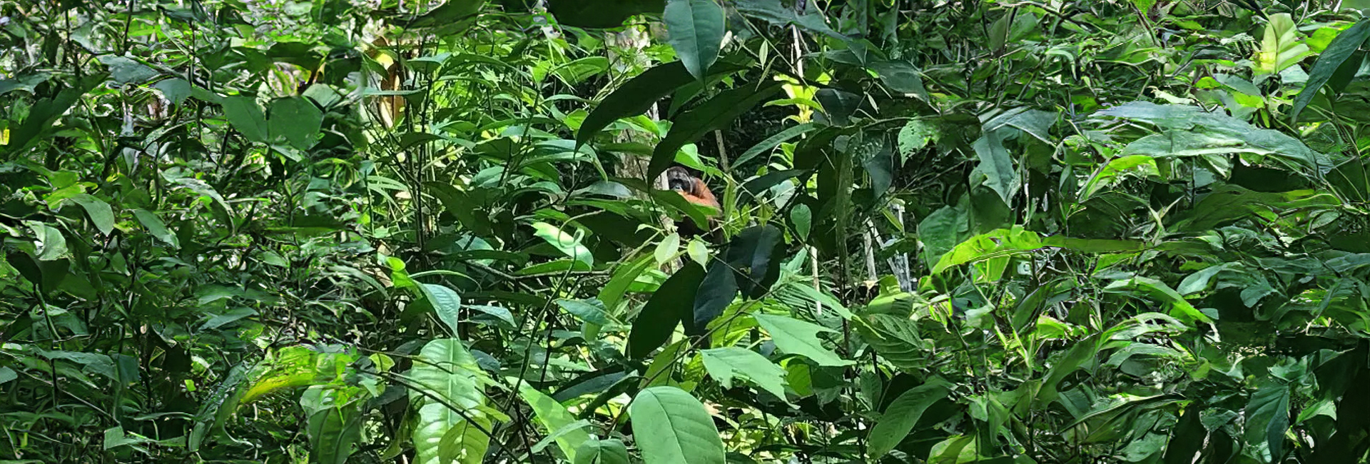 Orangutans, Waterfalls And A Sing Song With An Indigenous Tribe...Read About Louise's Time On The Orangutan And Tribes Tour