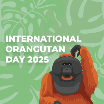International Orangutan Day 2025