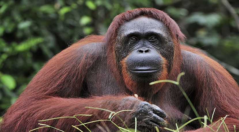 Sumatran Orangutan Numbers Double!