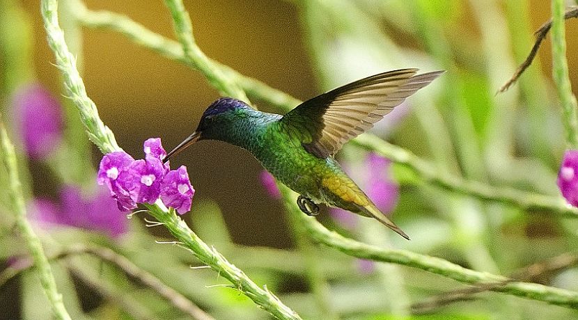 Updates from the Amazon