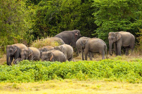 Elephants in Wasgamuwa National Park