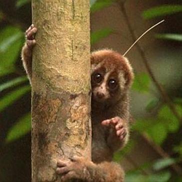 Slow Loris Release Update!