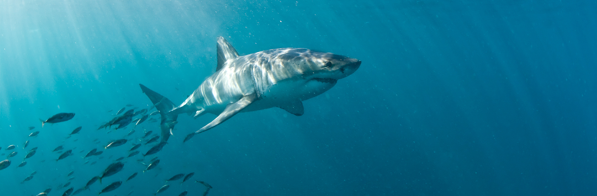 Great White Shark Sightings in 2019