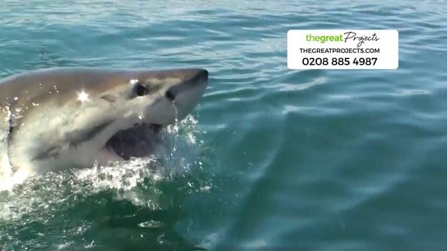 Volunteer With Sharks