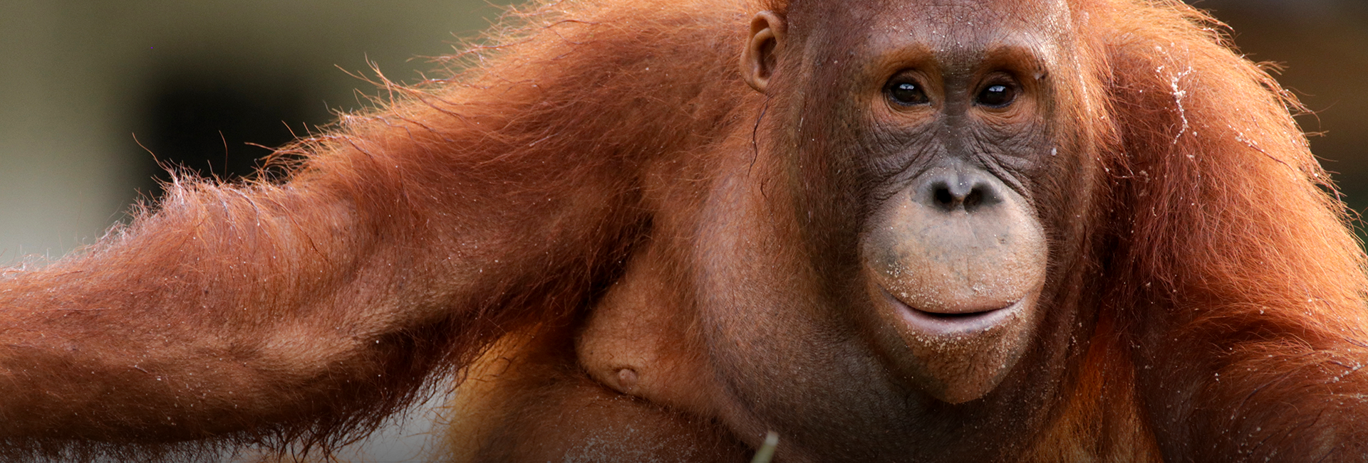 Best Wildlife Sanctuary Volunteer Projects to Join in 2026