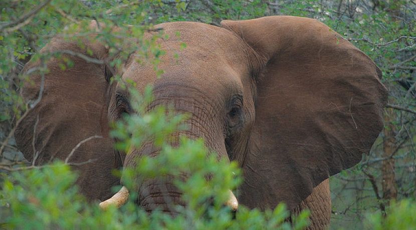 Defending South Africas Heritage