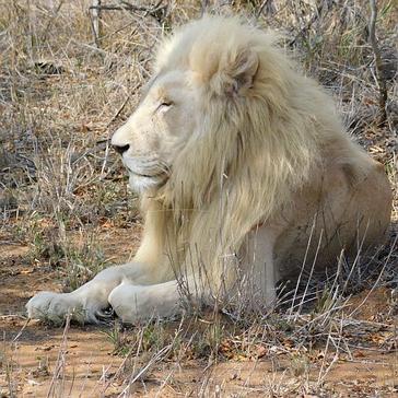 The White Lion Conservation Project - How Did It All Begin?