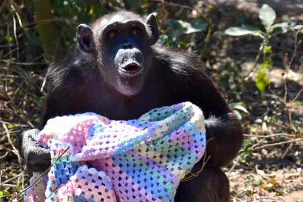 Enclosure & Equipment Cleaning at Chimp Eden - The Jane Goodall Institute