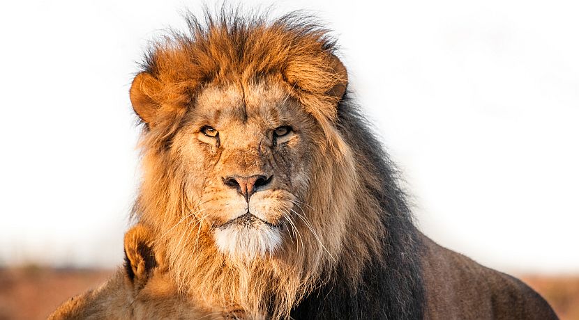 World Lion Day 2016 - Only 20,000 Remaining! 