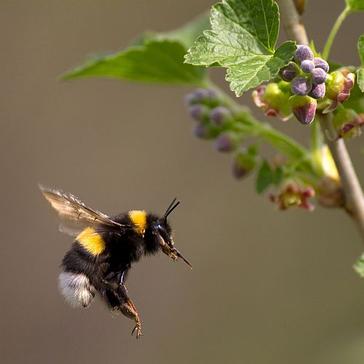 Don't Step On A Bee Day 2017 - Help Care For These Crucial Creatures!