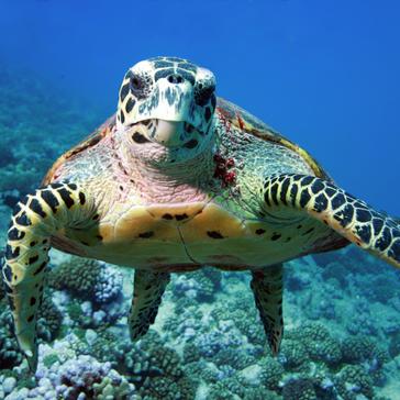 Learn A Little More About The 7 Species Of Sea Turtle