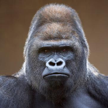 Gorilla Trekking In Uganda