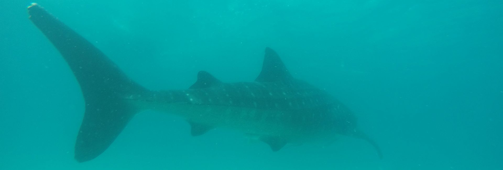 An Update From Mafia Island - The In Country Team Look At The Problems Facing Whale Sharks
