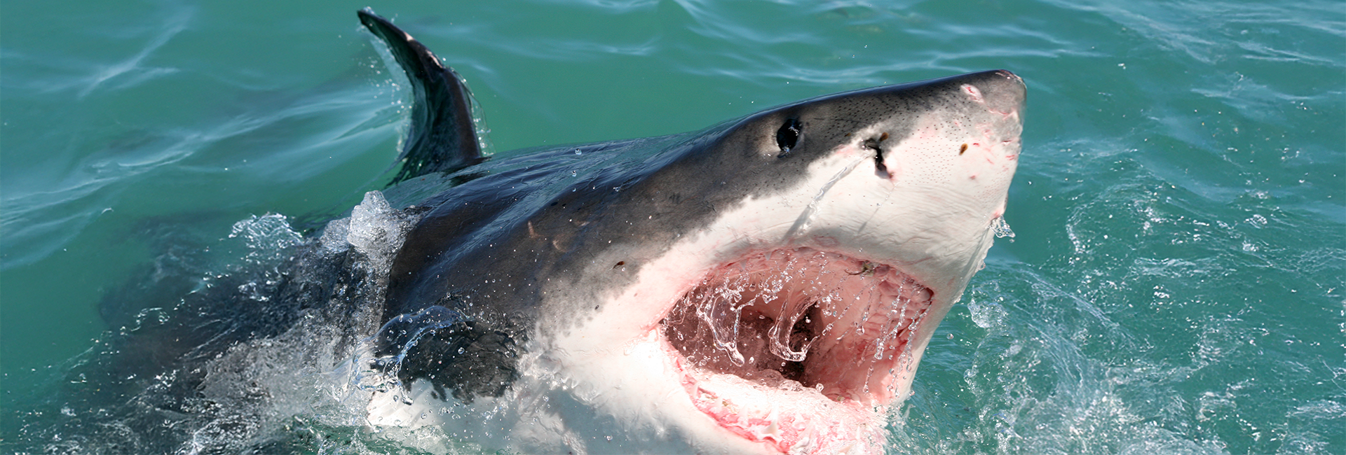 An Update From The Great White Shark Project - The Kids Have Recycled Almost 13 Tonnes Of Waste!